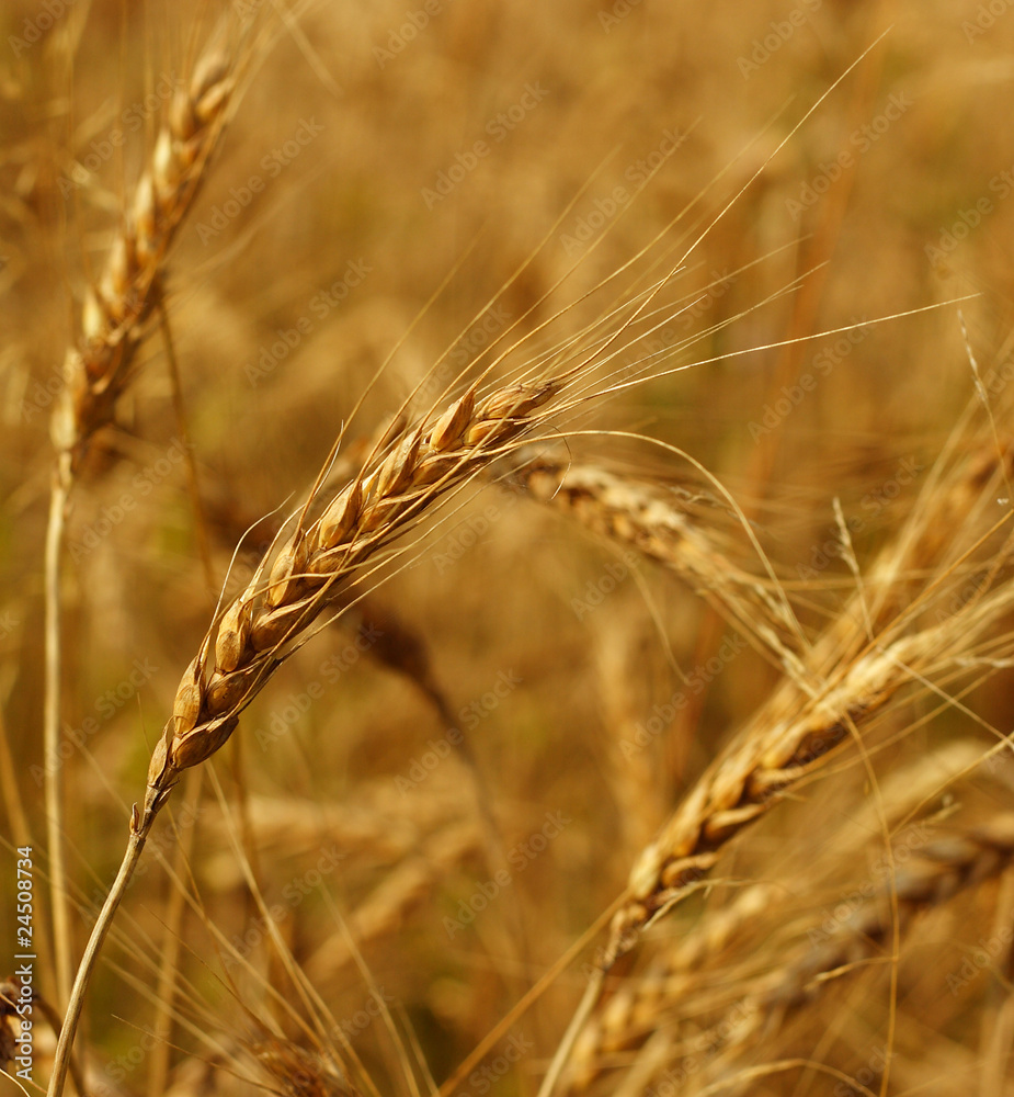 Grain close-up Grain close-up