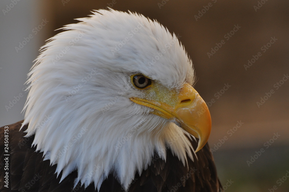 Fototapeta premium Pygargue à tête blanche