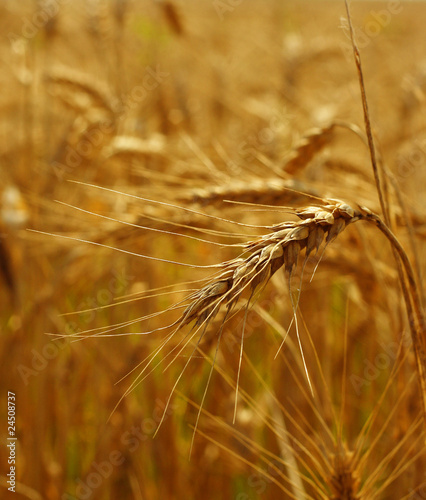 Grain detail