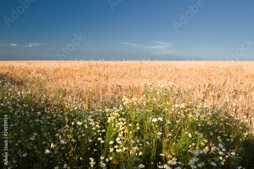 wheat field © Igor Syrbu