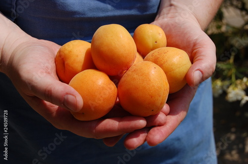 Marillen- Apricots