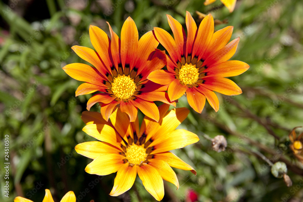 Blume Blume
