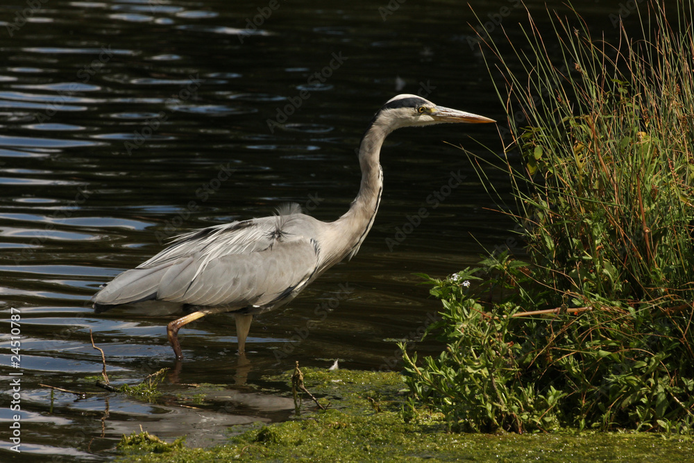 Naklejka premium A grey heron in water