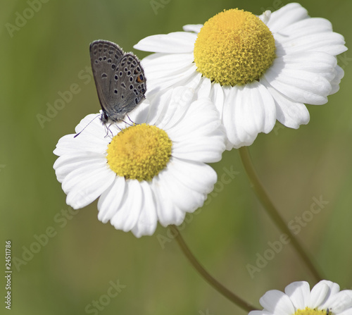Cranberry blue (Vacciniina ...