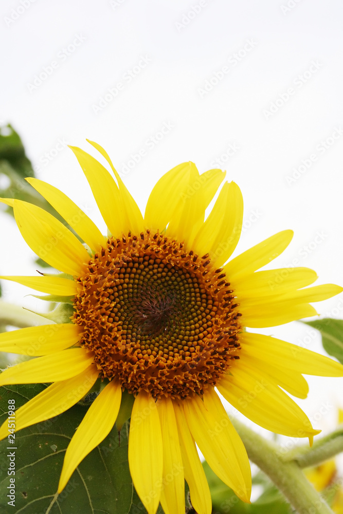 Naklejka premium Sunflower1