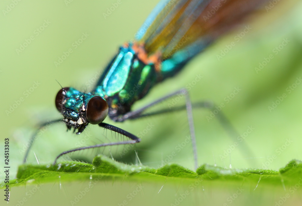 Macro de libellule Macro de libellule