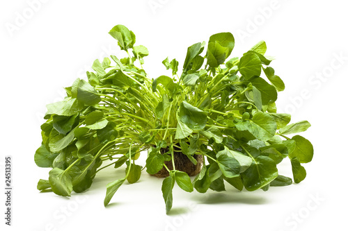 Upland cress