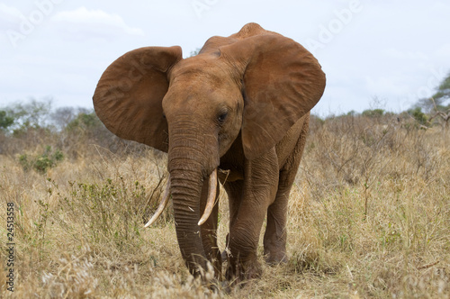 Elefant in Kenia  Afrika