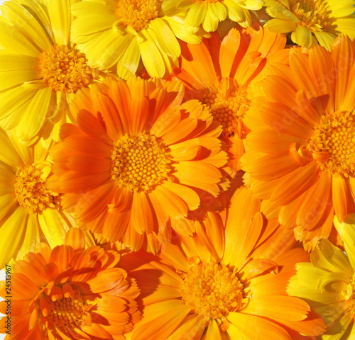 Фон из цветков желтой и ораньжевой календулы