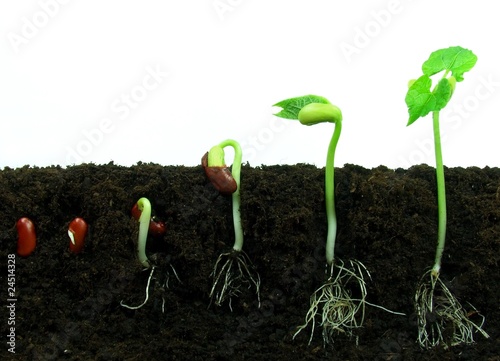 Bean sprout germination