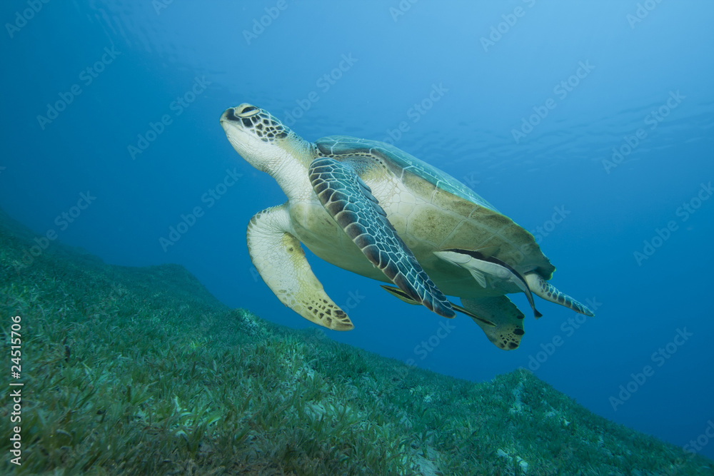 Obraz premium Green Sea Turtle (Chelonia mydas) with Remora fishes