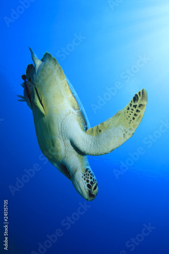 Green Sea Turtle (Chelonia mydas) with Remora fishes © Richard Carey