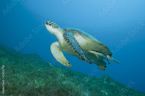 Green Sea Turtle (Chelonia mydas) with Remora fishes