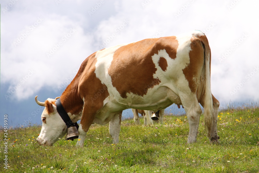 Vache, brouter, cloche, alpes, suisse