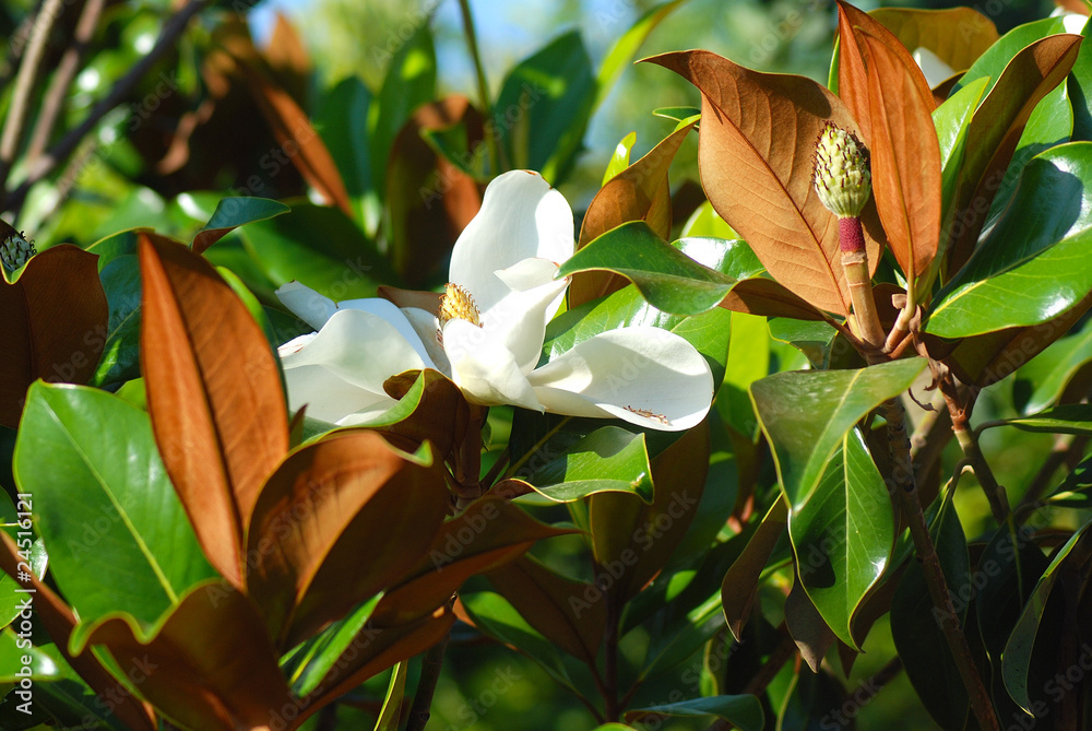 Fototapeta premium FLOR DE UN MAGNOLIO, MAGNOLIA GRANDIFLORA