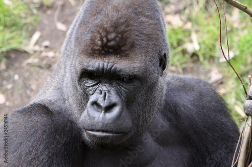 Gorilla (Männchen) © Martina Berg