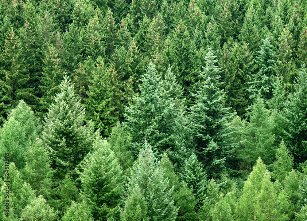 Wald mit Nadelbäumen