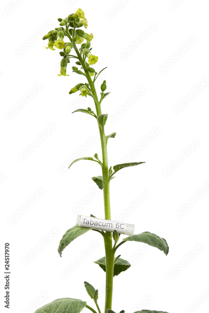 Tobacco plant with Tabacum homeopathic medicine Tobacco plant with Tabacum homeopathic medicine