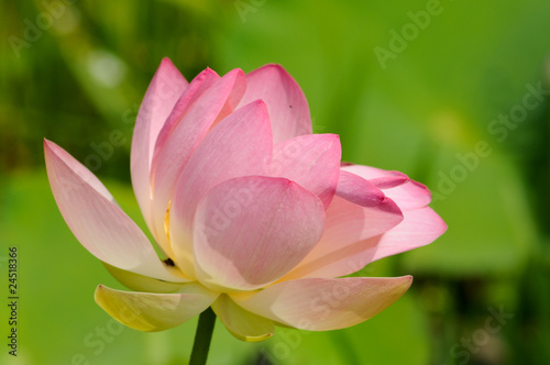 Lotus Blume. Zarte Sch  nheit