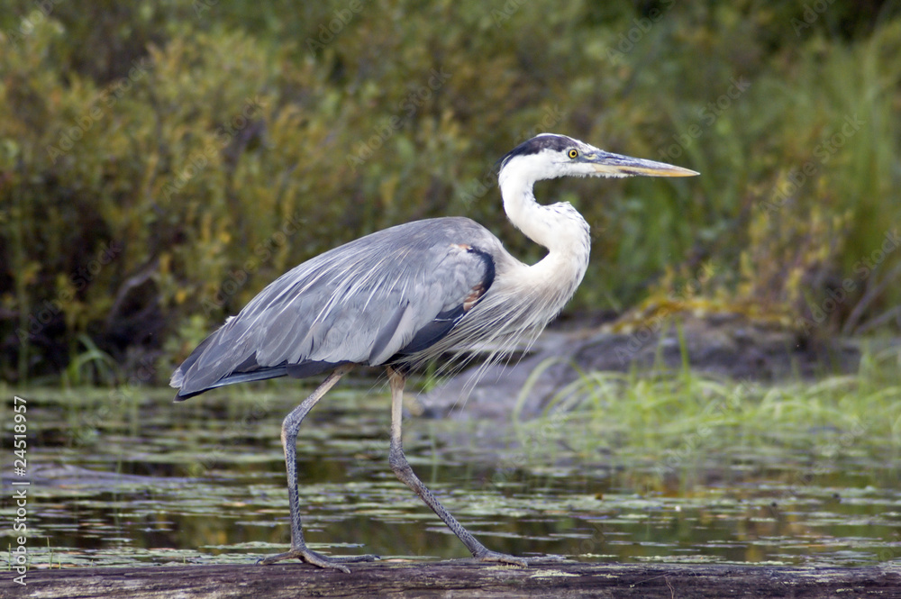 Obraz premium blue heron