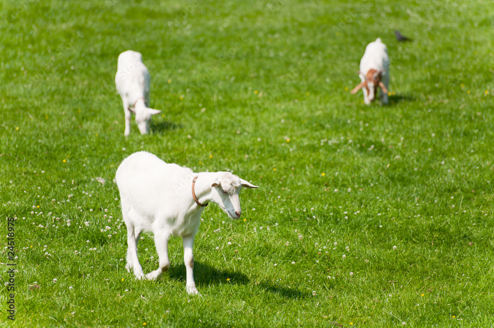 White goats White goats