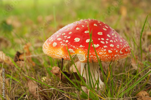 Mushroom red with white dotts