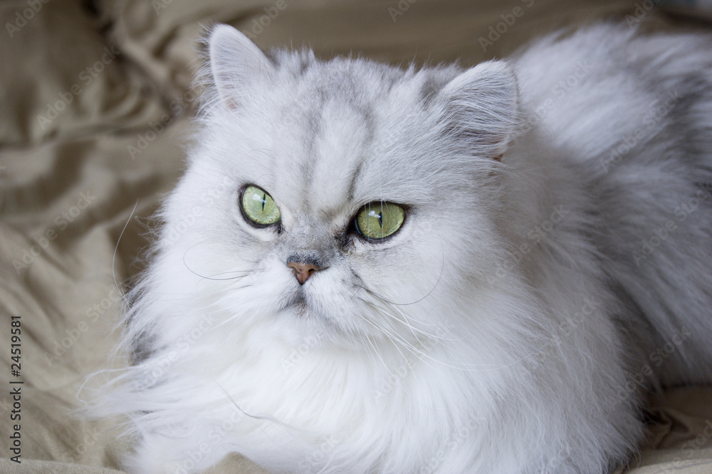 persian cat