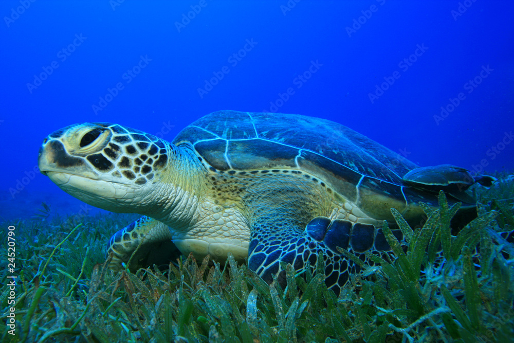 Fototapeta premium Green Sea Turtle (Chelonia mydas) on sea grass