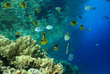 Coral reef and Tropical Fish