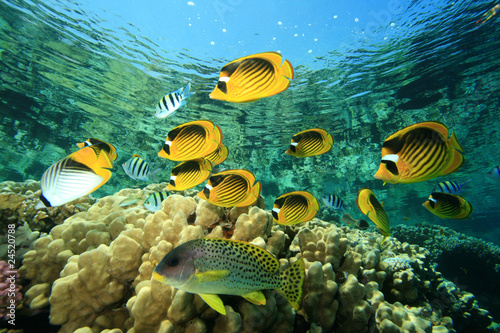 Butterflyfishes and Sweetlips on coral reef photo