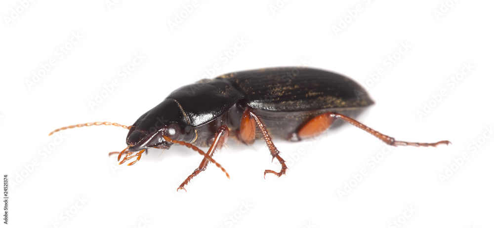 Ground beetle isolated on white background. Ground beetle isolated on white background.