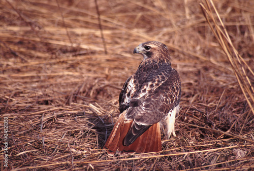 Red-tailed Hawk (Buteo jamaicensis) - Illinois photo