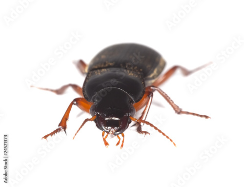 Ground beetle isolated on white background.