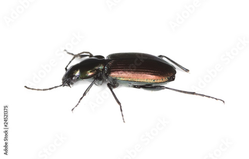 Ground beetle (Agonum sexpunctatum)