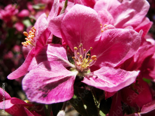 Pink Cherry Blossoms
