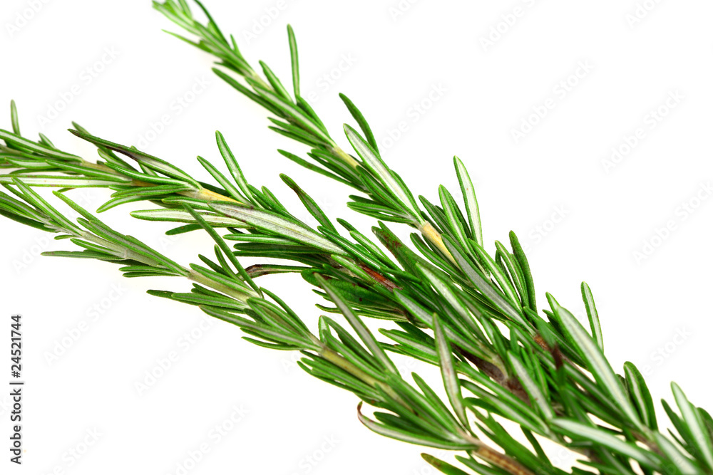 Fototapeta premium Branch of spice rosemary isolated over white