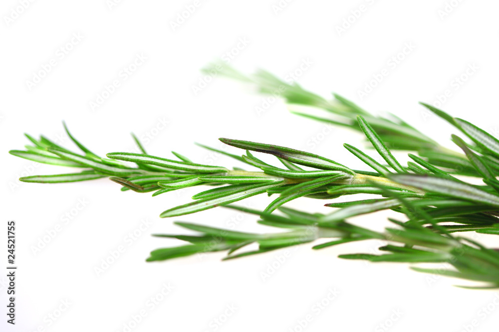 Fototapeta premium Rosemary
