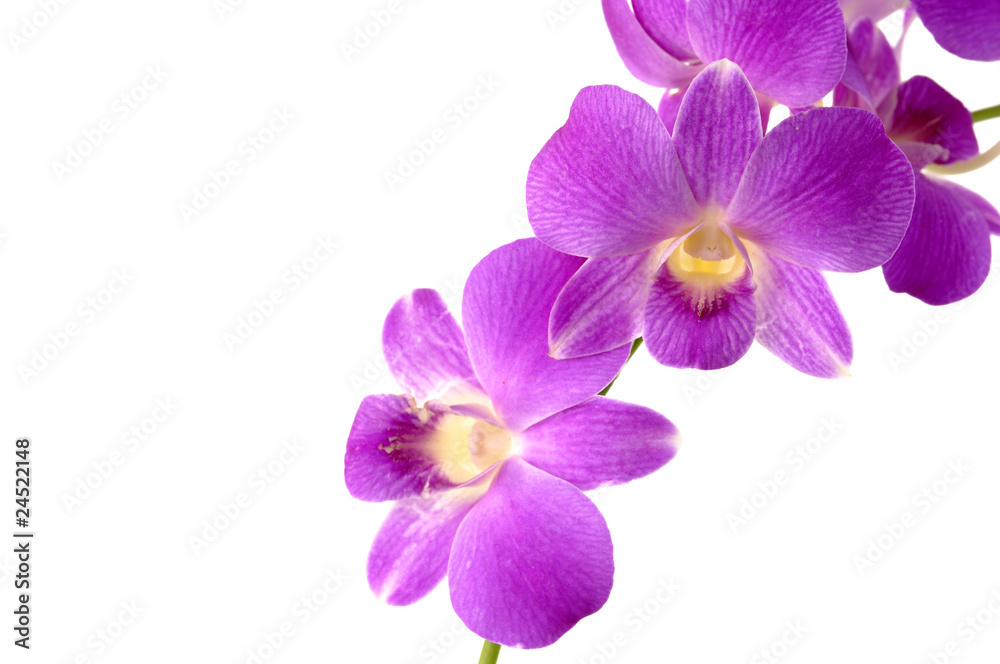 Beautiful violet orchid