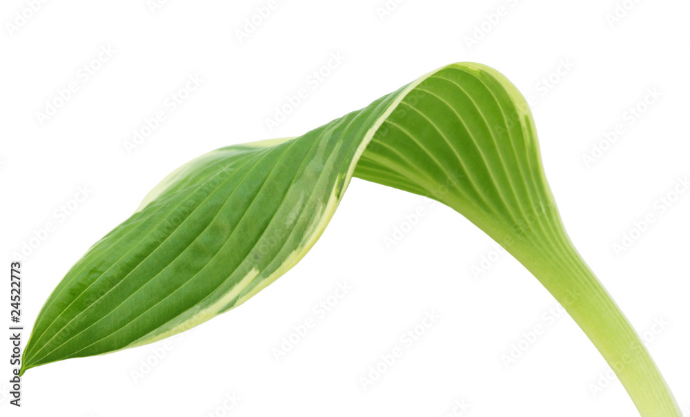 Hosta Leaf Hosta Leaf