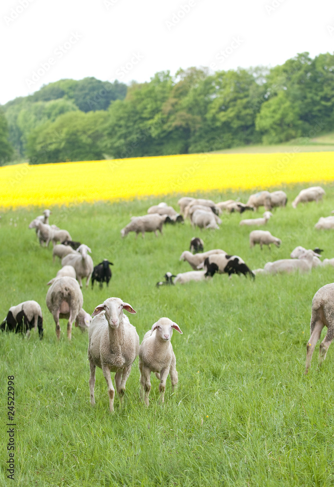 Sheep and Canola Sheep and Canola