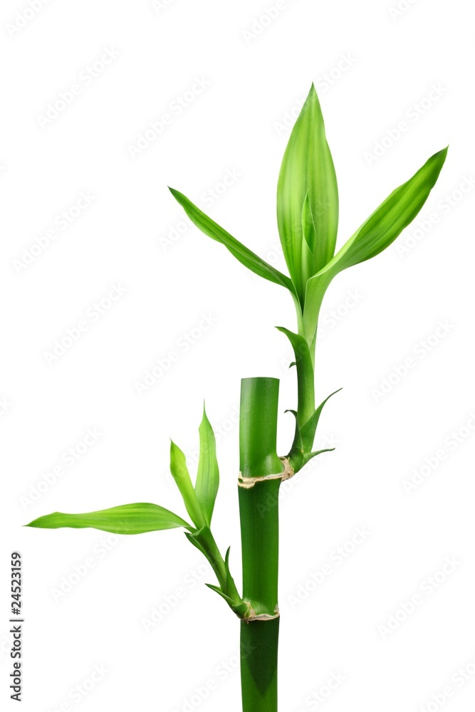 Fototapeta premium Bamboo