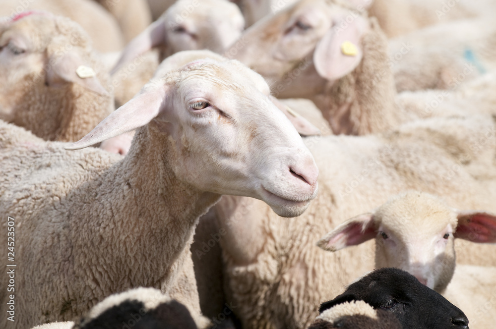 Close-up of a flock of sheep
