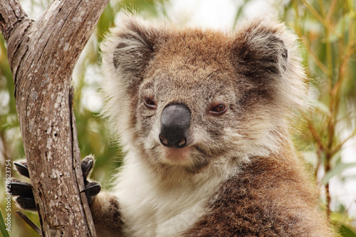 Koala portrait