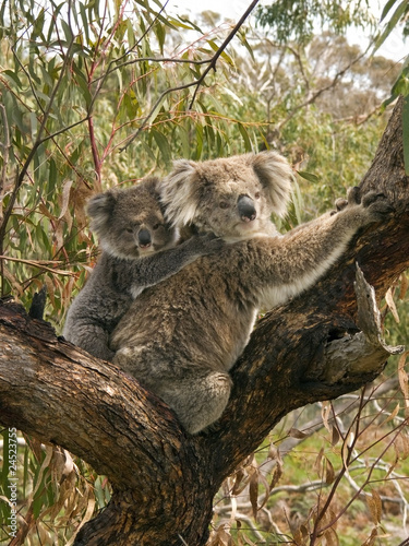 Cute baby koala bear riding on mothers back