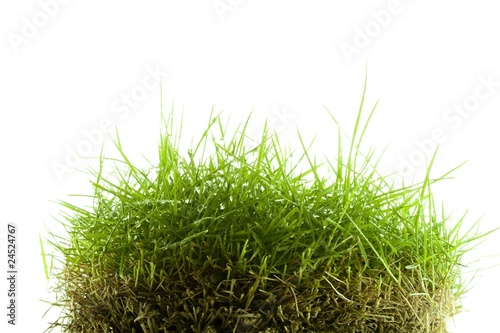 Mound of zoysia wet grass photo