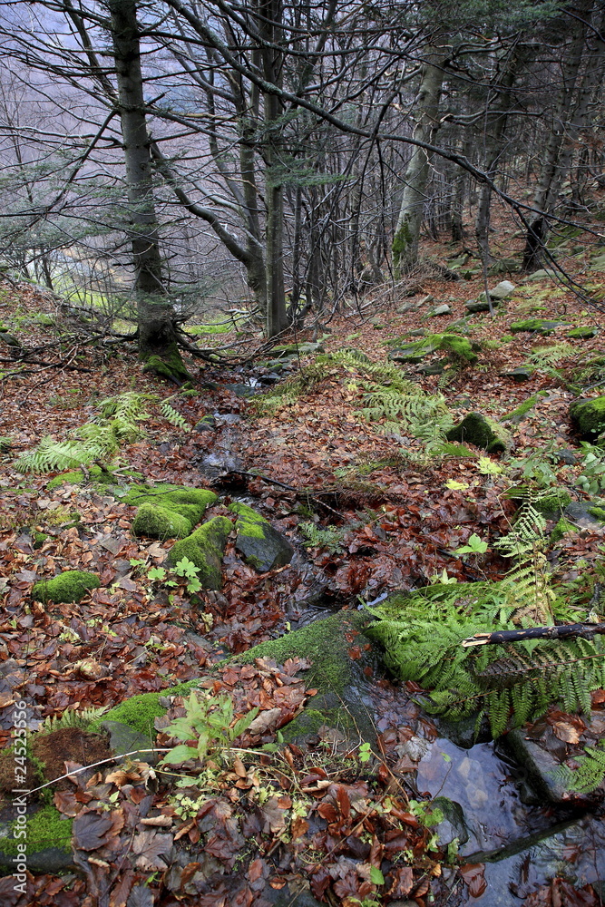 Obraz premium bosco invernale