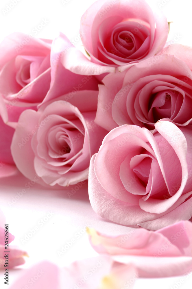 Close up laying down pink rose with petals Close up laying down pink rose with petals