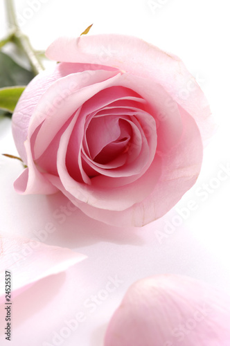 Fototapeta Naklejka Na Ścianę i Meble -  Petals and pink rose