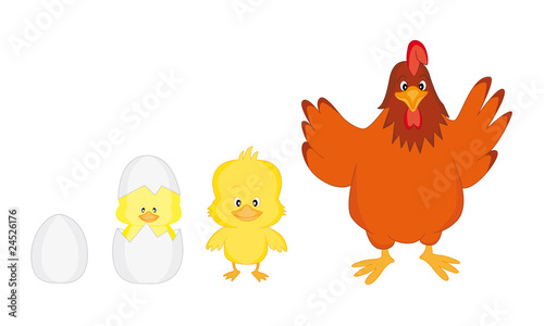 De huevo a gallina
