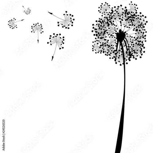 dandelion against white